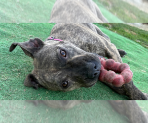 American Pit Bull Terrier-Unknown Mix Dogs for adoption in Springdale, PA, USA