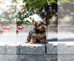 Small Photo #9 Yorkshire Terrier Puppy For Sale in WARSAW, IN, USA