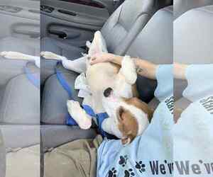 Labrador Retriever-Unknown Mix Dogs for adoption in Wetumpka, AL, USA