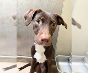 Mutt Dogs for adoption in Sacramento, CA, USA