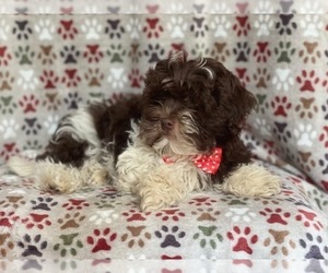 ShihPoo Puppy for sale in LAKELAND, FL, USA