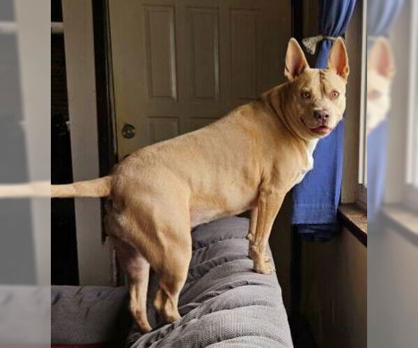 Medium Photo #2  Puppy For Sale in , 