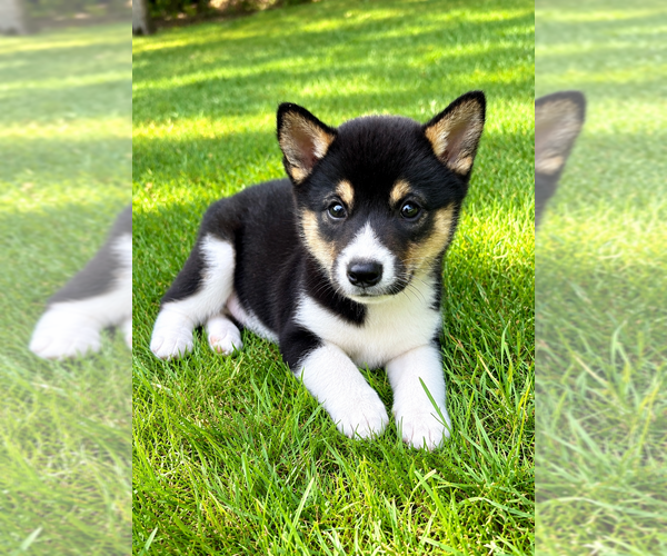 Medium Photo #4 Shiba Inu Puppy For Sale in FAIR HAVEN, MI, USA