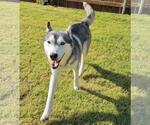 Small #4 Huskies  Mix