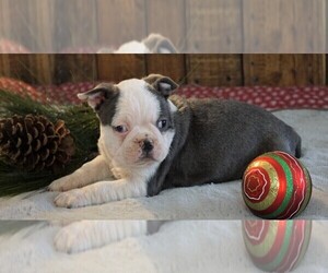 Boston Terrier Puppy for sale in FREDERICKSBG, OH, USA