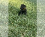 Small Photo #29 Labrador Retriever Puppy For Sale in GLADSTONE, VA, USA
