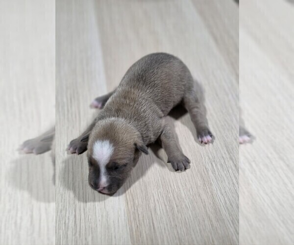 Medium Photo #1 American Pit Bull Terrier Puppy For Sale in SOUTHBOROUGH, MA, USA