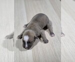 Puppy 6 American Pit Bull Terrier