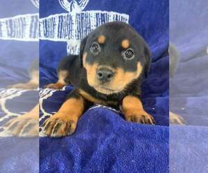 Rottweiler Puppy for sale in BLUE EARTH, MN, USA