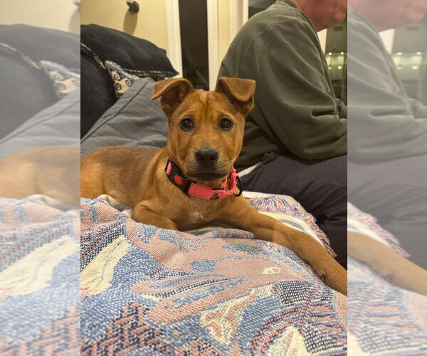 Medium Photo #4 Borador Puppy For Sale in Brewster, NY, USA