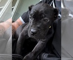 Small #1 Cane Corso