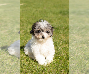 Aussiedoodle Miniature -Poodle (Miniature) Mix Puppy for sale in MILFORD, IN, USA