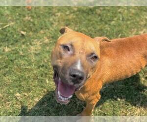 Medium American Pit Bull Terrier Mix