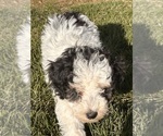 Small Photo #6 Miniature Bernedoodle Puppy For Sale in LONGMONT, CO, USA