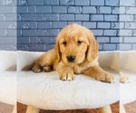 Small #1 Golden Retriever