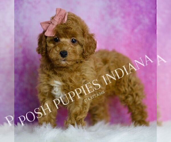 Medium Photo #41 Poodle (Miniature) Puppy For Sale in WARSAW, IN, USA