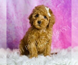 Poodle (Toy) Puppy for sale in WARSAW, IN, USA