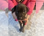 Puppy Black collar German Shorthaired Pointer