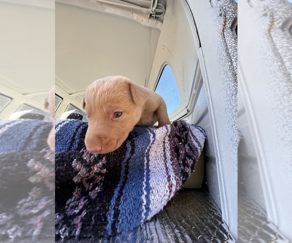 Medium Photo #7 Labrador Retriever Puppy For Sale in LEASBURG, MO, USA