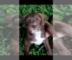 Poodle (Miniature)-Unknown Mix Dogs for adoption in Rosenberg, TX, USA