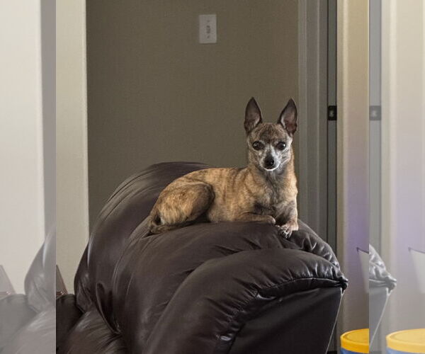 Medium Photo #2 Chihuahua Puppy For Sale in Gulfport, MI, USA