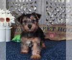 Small #2 Yorkshire Terrier