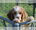Small Photo #9 Poodle (Standard) Puppy For Sale in LINDEN, TN, USA
