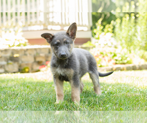 Medium German Shepherd Dog