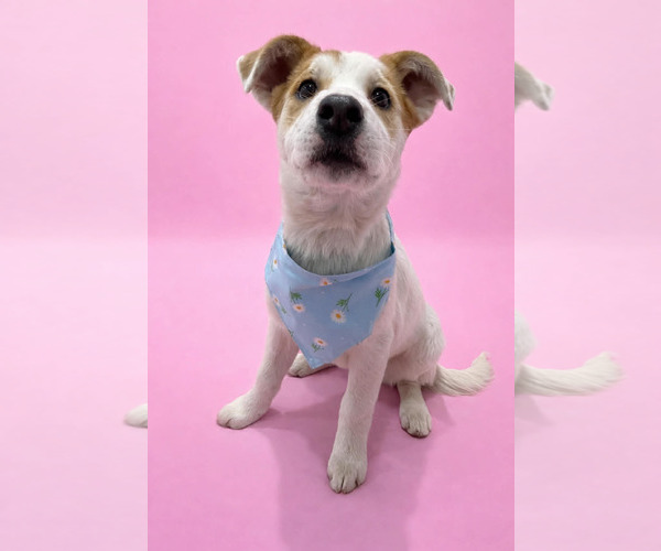 Medium Photo #6 Mutt Puppy For Sale in Sandy, UT, USA