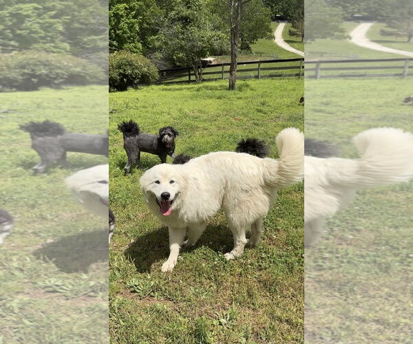 Medium Photo #3 Great Pyrenees Puppy For Sale in Harrison, AR, USA