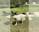 Small #2 Great Pyrenees