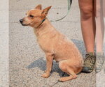 Small #3 Australian Shepherd-Red Heeler Mix