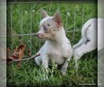 Image preview for Ad Listing. Nickname: Alita merle