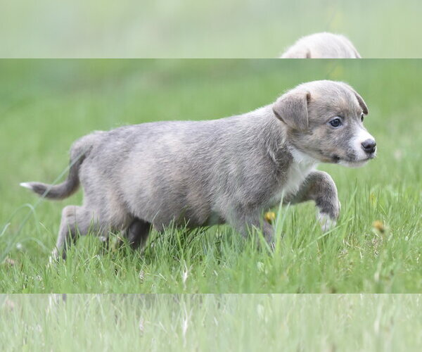 Medium Photo #4 Chihuahua-Unknown Mix Puppy For Sale in Mechanicsburg, PA, USA