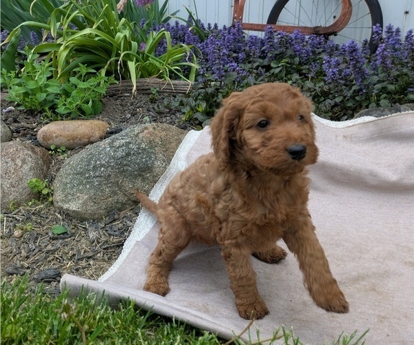 Medium Photo #87 Irish Doodle Puppy For Sale in GOSHEN, IN, USA