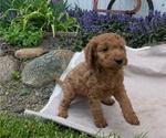 Small Photo #87 Irish Doodle Puppy For Sale in GOSHEN, IN, USA