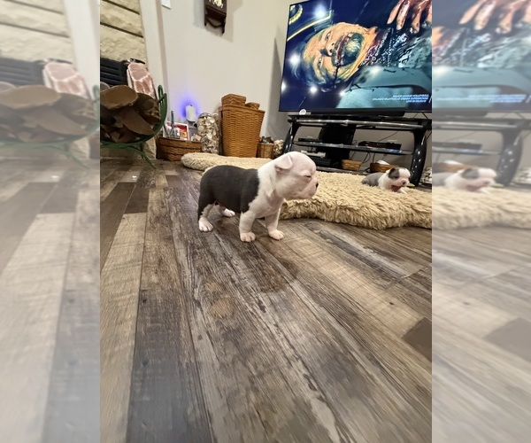 Medium Photo #14 Boston Terrier Puppy For Sale in FREDONIA, KS, USA