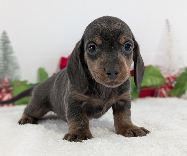 Medium Photo #6 Dachshund Puppy For Sale in GOSHEN, IN, USA