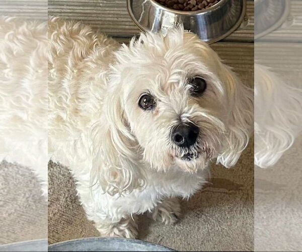 Medium Photo #2 Poodle (Miniature)-Unknown Mix Puppy For Sale in Cranston, RI, USA