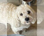 Small #1 Poodle (Miniature) Mix