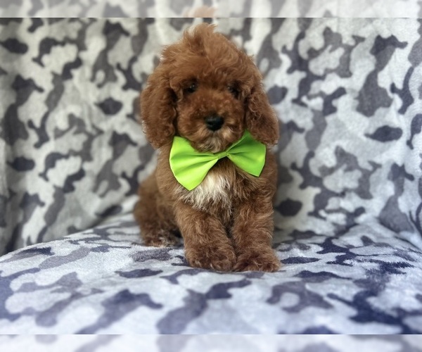 Medium Photo #6 Cock-A-Poo Puppy For Sale in LAKELAND, FL, USA