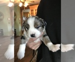 Puppy 1 Miniature Australian Shepherd