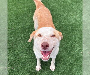 Mutt Dogs for adoption in Murfreesboro, TN, USA