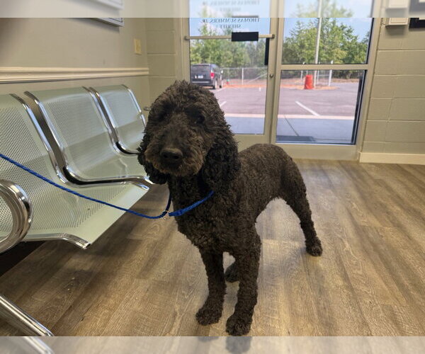 Medium Photo #2 Poodle (Standard) Puppy For Sale in Greenbelt, MD, USA