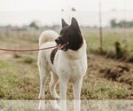 Small Photo #2 Akita-Unknown Mix Puppy For Sale in Pottstown, PA, USA