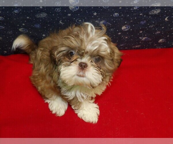 Medium Photo #13 Shih Tzu Puppy For Sale in PATERSON, NJ, USA