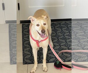 Labrador Retriever-Unknown Mix Dogs for adoption in Mission Viejo, CA, USA