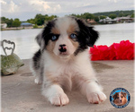 Small Photo #23 Miniature Australian Shepherd Puppy For Sale in GRANBURY, TX, USA