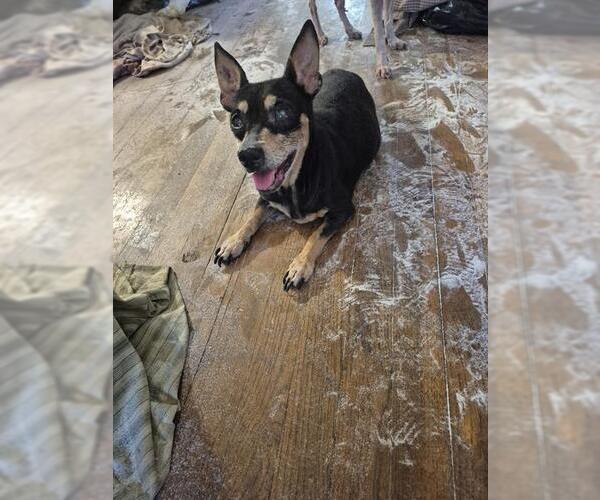 Medium Photo #1 Chihuahua Puppy For Sale in San Antonio, TX, USA