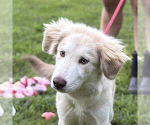 Siberian Husky Dogs for adoption in Yardley, PA, USA